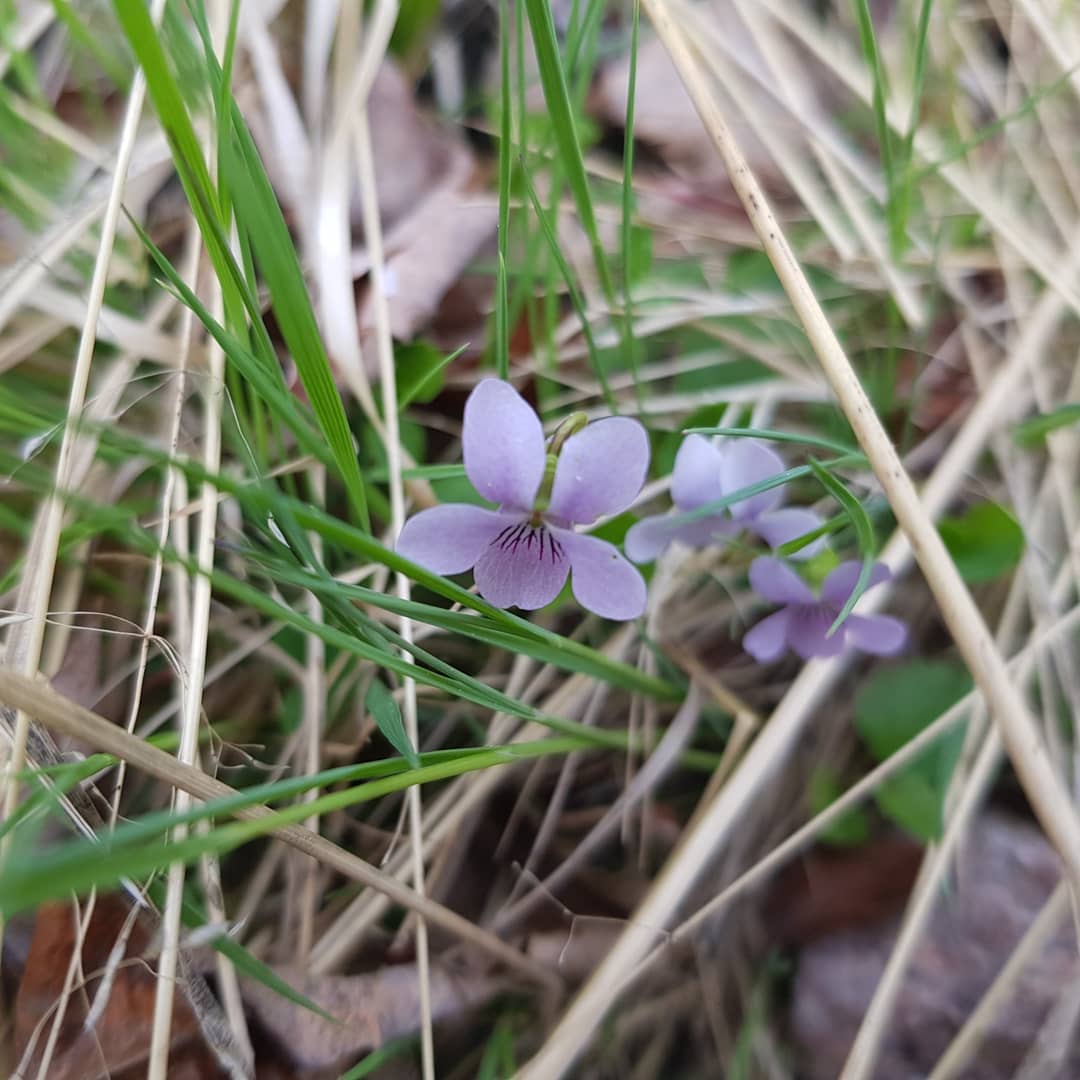 IMG_20200605_093504_445 (1) - kopia.jpg